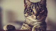 Welche Ursachen starkes Sabbern bei Katzen haben können.  - Foto: MonikaBatich / iStock