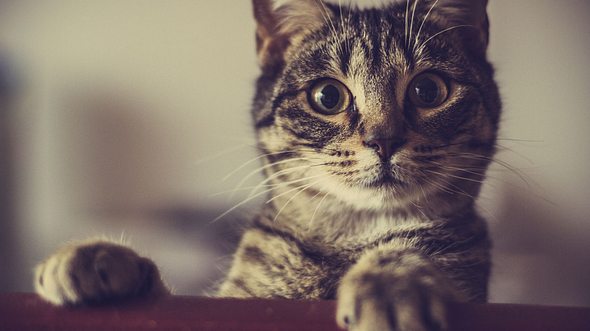 Welche Ursachen starkes Sabbern bei Katzen haben können.  - Foto: MonikaBatich / iStock