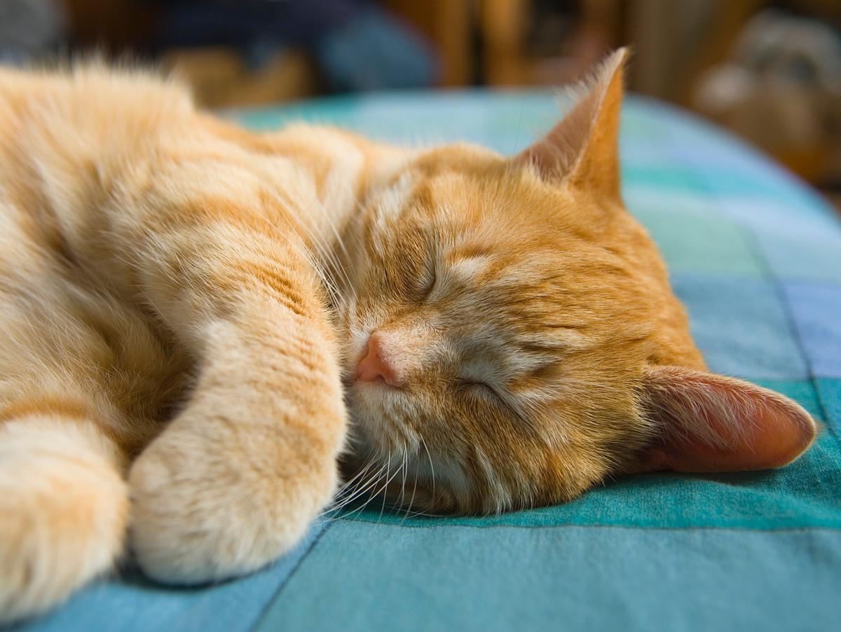 Wenn die Katze schnarcht, können dahinter sowohl harmlose als auch gesundheitliche Gründe stecken.