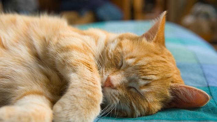 Wenn die Katze schnarcht, können dahinter sowohl harmlose als auch gesundheitliche Gründe stecken. - Foto: iStock/northlightimages