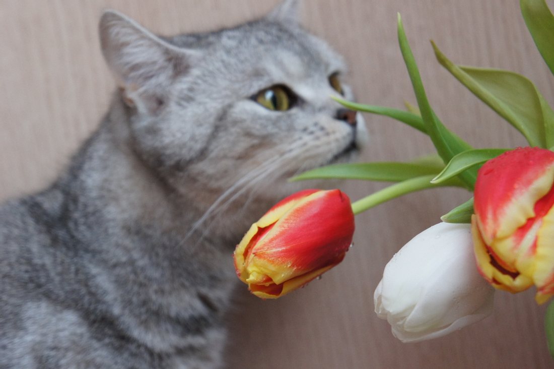 Katze riecht an Tulpen.