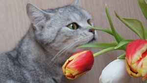 Katze riecht an Tulpen. - Foto: Marina79 / iStock