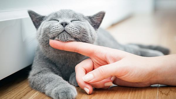 Katze streicheln - Foto: NiseriN / iStock