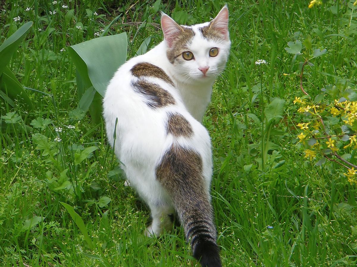 Katzen Vertreiben Diese Hausmittel Schutzen Ihre Beete