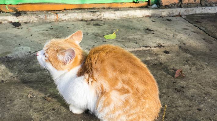 Eine rot-weiße Katze. - Foto: iStock / Tatyana Andreyeva