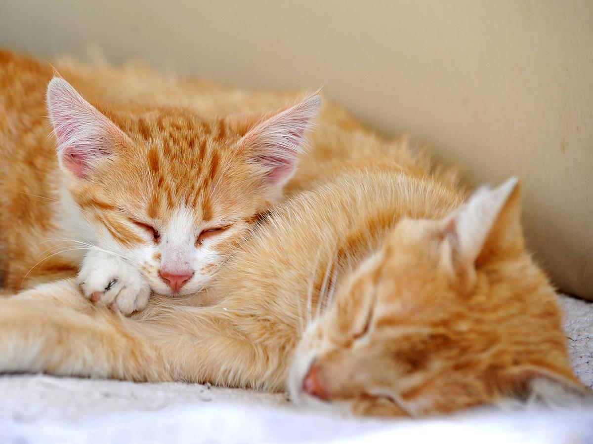 Katze und Babykatze schlafen in Seitenlage