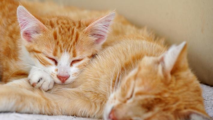 Katze und Babykatze schlafen in Seitenlage - Foto: iStock/redstallion