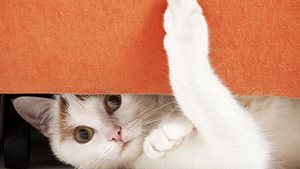 So klappt das Eingewöhnen Ihrer Katze.  - Foto: Claudiad / iStock