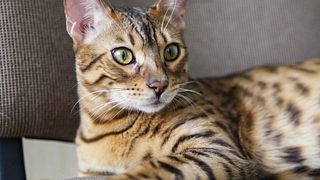 Wie sehen Katzen, warum schnurren sie? 7 Katzen-Fakten ...
