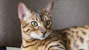 Bengalische Katzen sind für Allergiker verträglich.