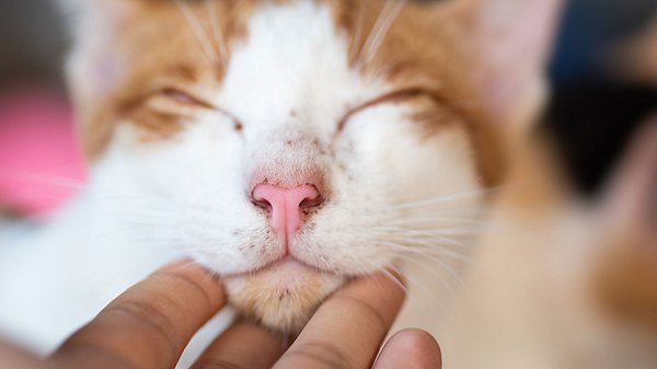 Schwarze Pünktchen am Kinn des Tieres könnten auf Katzenakne hindeuten. - Foto: Nungning20 / iStock