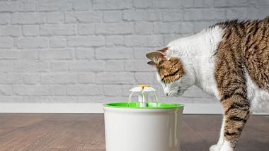 Katze trinkt an Trinkbrunnen - Foto: iStock/Lightspruch