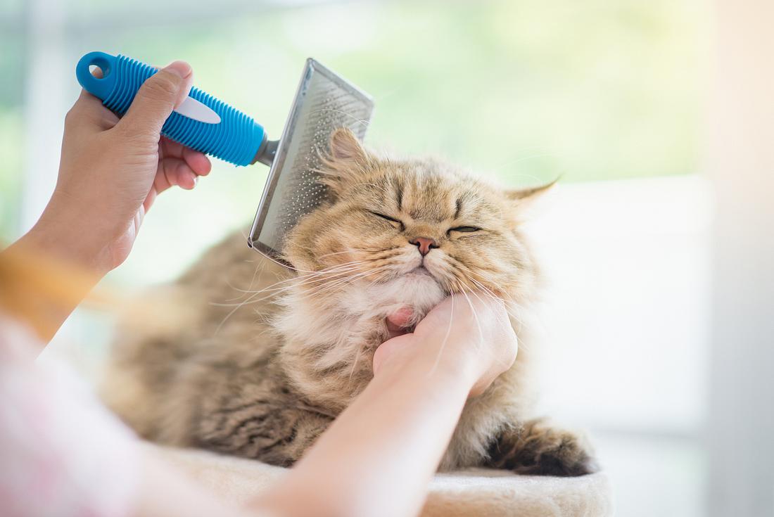 Katze wird mit Katzenbürste gepflegt