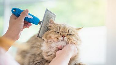 Katze wird mit Katzenbürste gepflegt - Foto: iStock/anurakpong