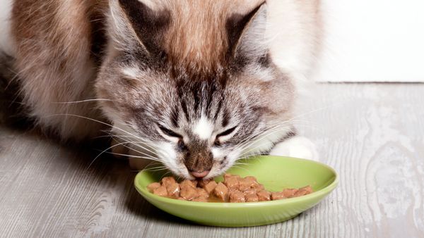 Katzenfutter bei Stiftung Warentest - Foto: Liebenswert/Canva