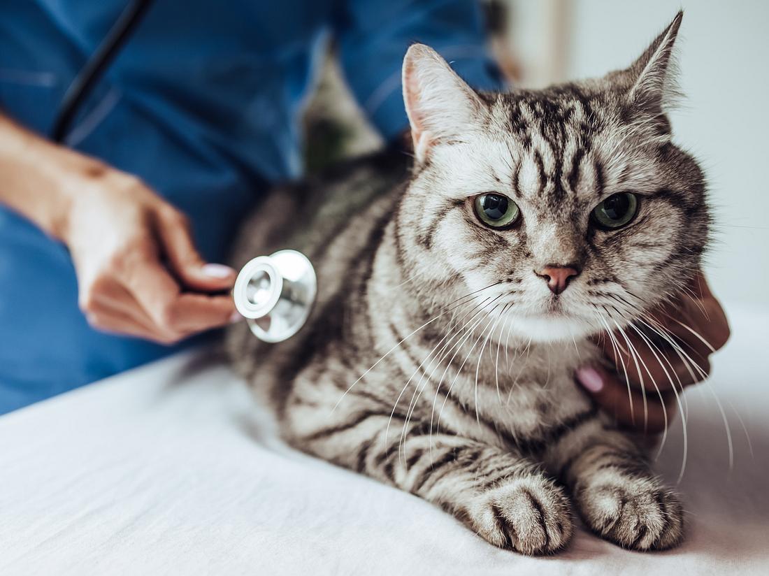 Katze wird von Tierarzt untersucht.