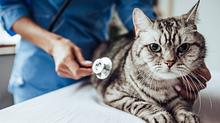 Katze wird von Tierarzt untersucht.  - Foto: Vasyl Dolmatov / iStock