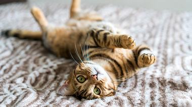Katzenhaare entfernen: So gehts - Foto: Ingus Kruklitis / iStock