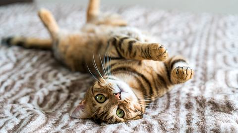 Katzenhaare entfernen: So gehts - Foto: Ingus Kruklitis / iStock