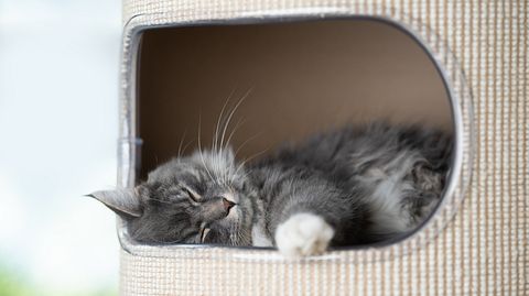Katzenhöhle mit einer Katze - Foto: iStock/Nils Jacobi 