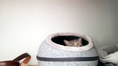 Katze versteckt sich in Katzenhöhle aus Filz - Foto: iStock/Heather Broccard-Bell