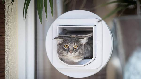 Katzenklappe mit Chip - Foto: iStock/Nils Jacobi