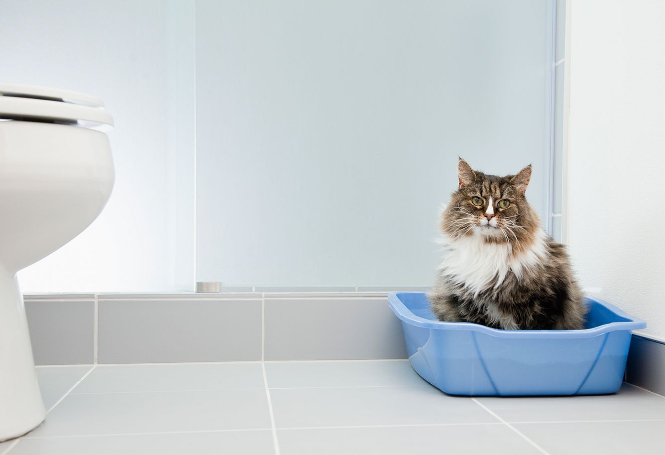 Katzenkot: Was er über die Gesundheit Ihrer Katze aussagen kann