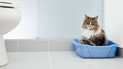 Katzenkot: Was er über die Gesundheit Ihrer Katze aussagen kann - Foto: GettyImages / Vstock LLC