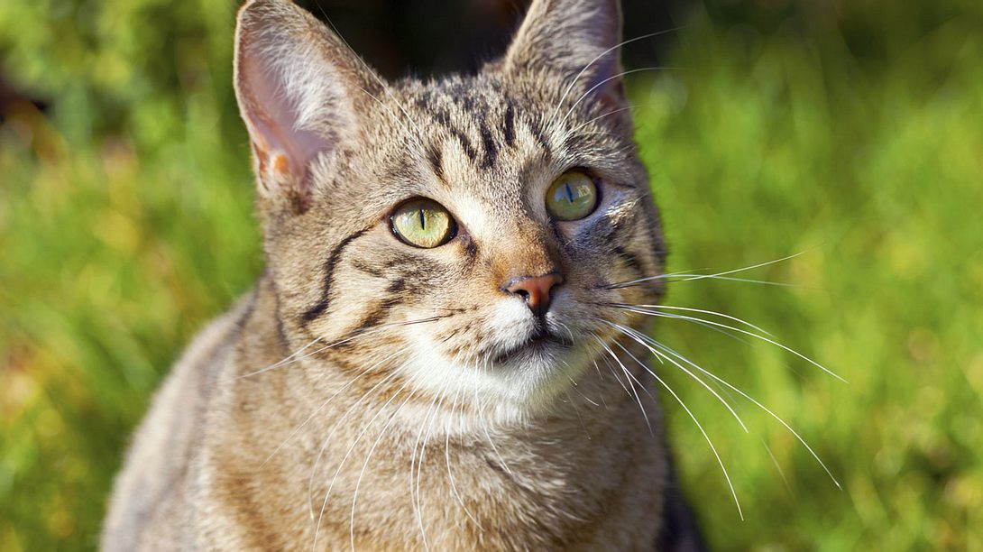 Von ausgefallen bis traditionell: In unserer Auflistung für männliche Katzennamen ist für jeden etwas dabei. - Foto: ThomasSaupe / iStock