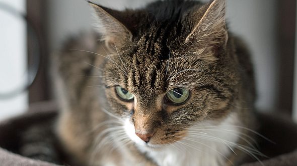 Schöne Ideen für weibliche Katzennamen. - Foto: Christian Horz / iStock 