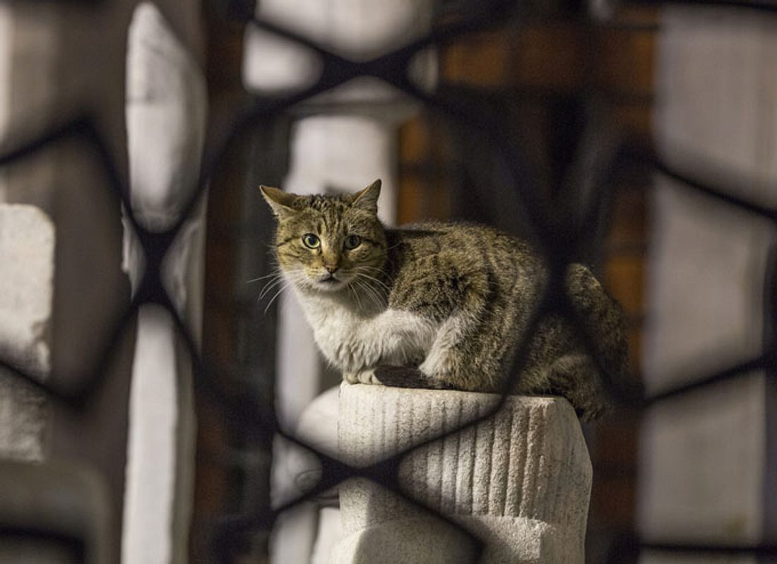 Neue Aufgabe für Katzenopa macht ihn zum glücklichsten Kater der Welt Neue Aufgabe für Katzenopa macht ihn zum glücklichsten Kater der Welt