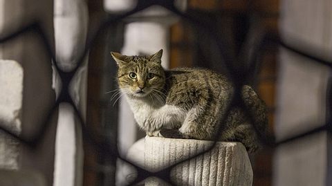 Neue Aufgabe für Katzenopa macht ihn zum glücklichsten Kater der Welt - Foto: Seref Ozen / iStock
