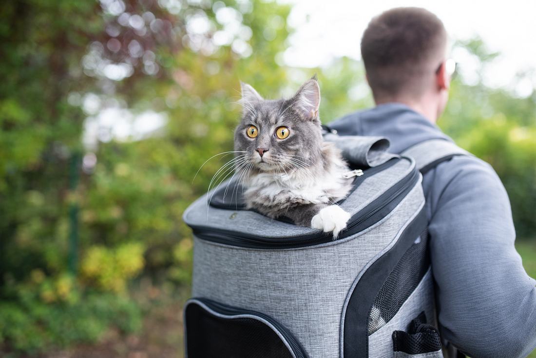 Mann transportiert Katze im Katzenrucksack