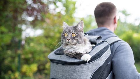 Mann transportiert Katze im Katzenrucksack - Foto: iStock/ Nils Jacobi
