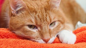 Welche Symptome auf Katzenschnupfen hindeuten können. - Foto: infinityyy / iStock