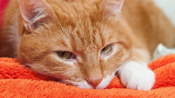 Welche Symptome auf Katzenschnupfen hindeuten können. - Foto: infinityyy / iStock