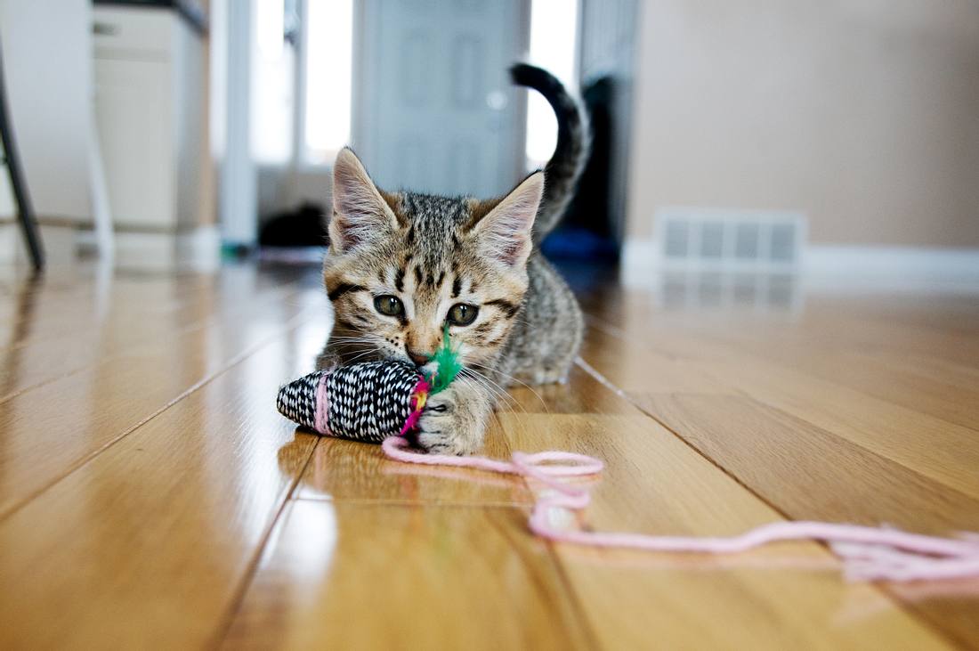 Katze spielt mit Katzenspielzeug