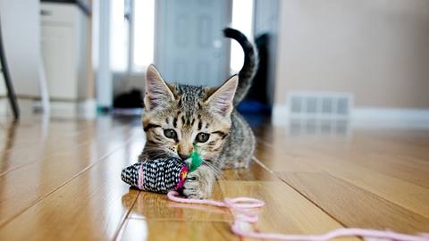Katze spielt mit Katzenspielzeug - Foto: iStock/Wildroze
