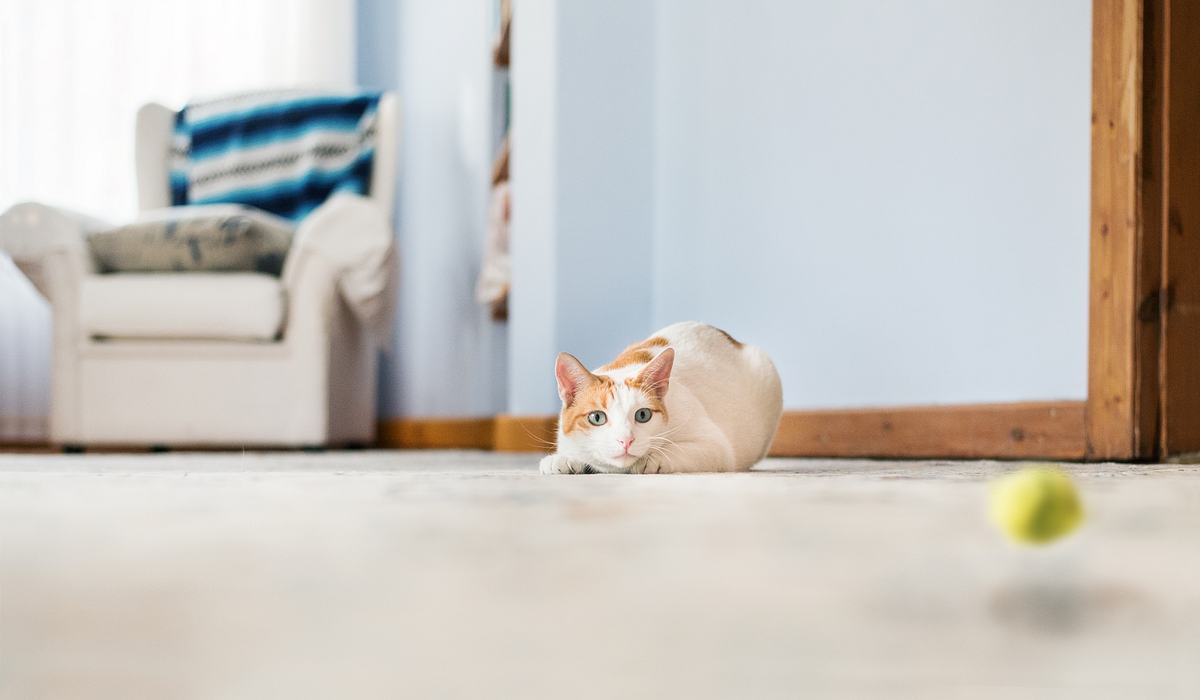 Katzen lieben es auf der Lauer zu liegen und zu spielen. 