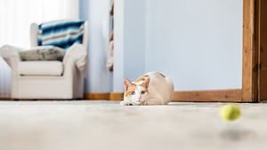 Katzen lieben es auf der Lauer zu liegen und zu spielen.  - Foto: NickyLloyd/iStock