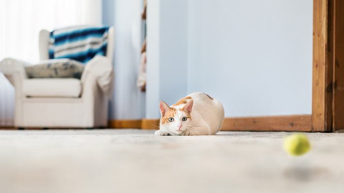 Katzen lieben es auf der Lauer zu liegen und zu spielen.  - Foto: NickyLloyd/iStock