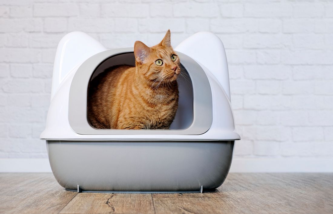 Katzenstreu Test: Katze in der Katzentoilette