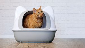 Katzenstreu Test: Katze in der Katzentoilette - Foto: iStock/Lightspruch 