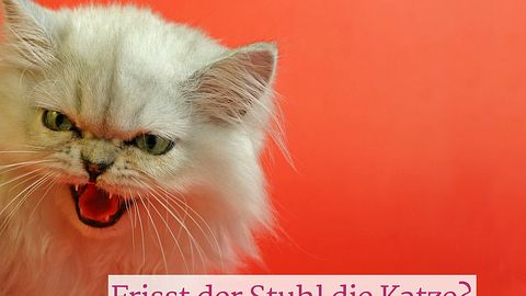 Achtung! Stuhl isst Katze