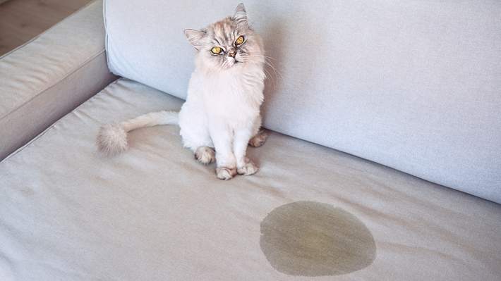 Katzenurin entfernen: Diese Mittel helfen gegen den Geruch - Foto: iStock/ Daria Kulkova