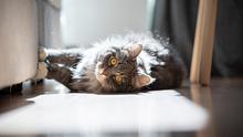 Katze kratzt am Sofa. - Foto: iStock/ Nils Jacobi