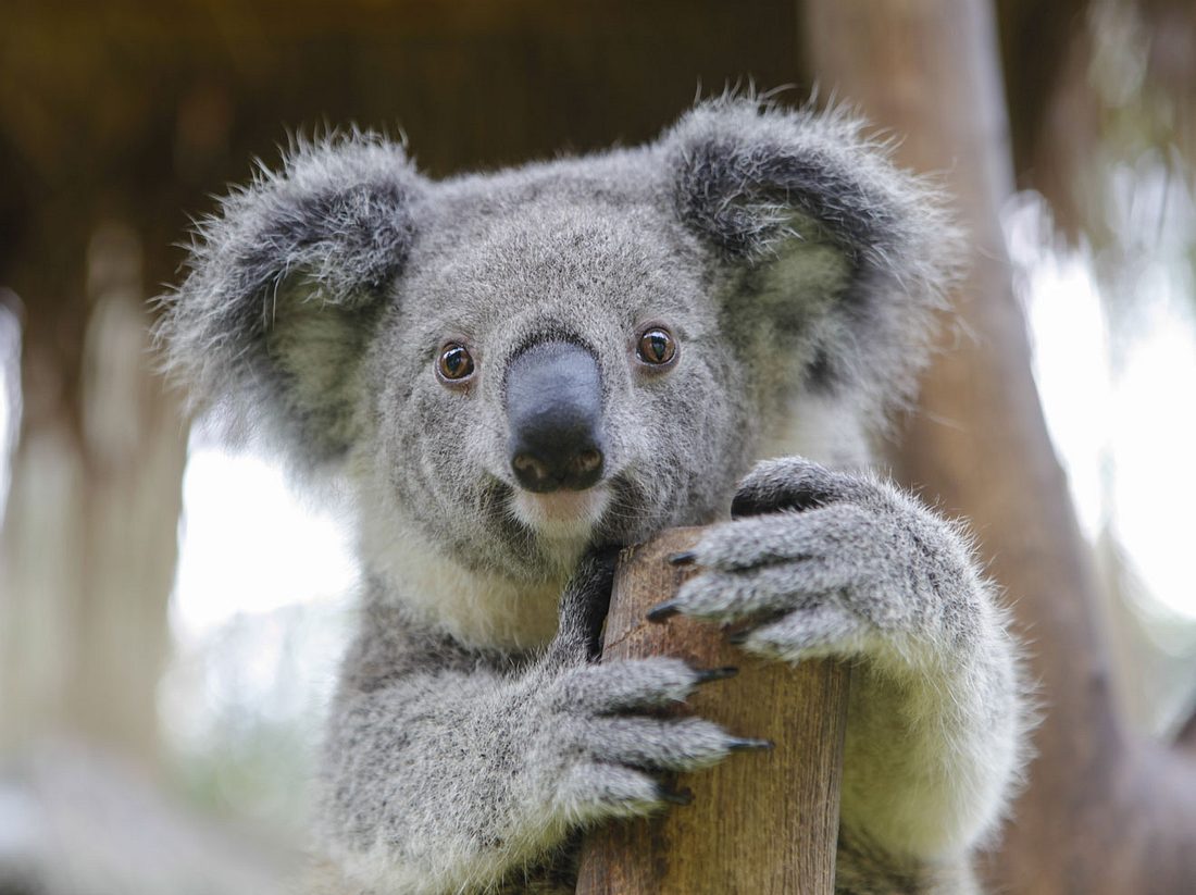 Koalas gelten laut der der Australian Koala Foundation als praktisch ausgestorben.