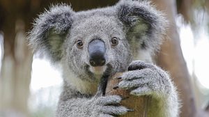 Koalas gelten laut der der Australian Koala Foundation als praktisch ausgestorben. - Foto: plavevski  iStock