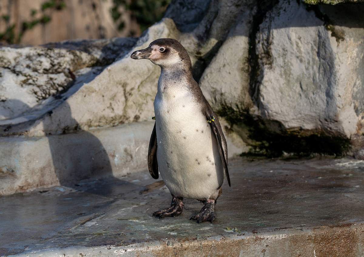 Kölner Zoo: Pinguin-Nachwuchs