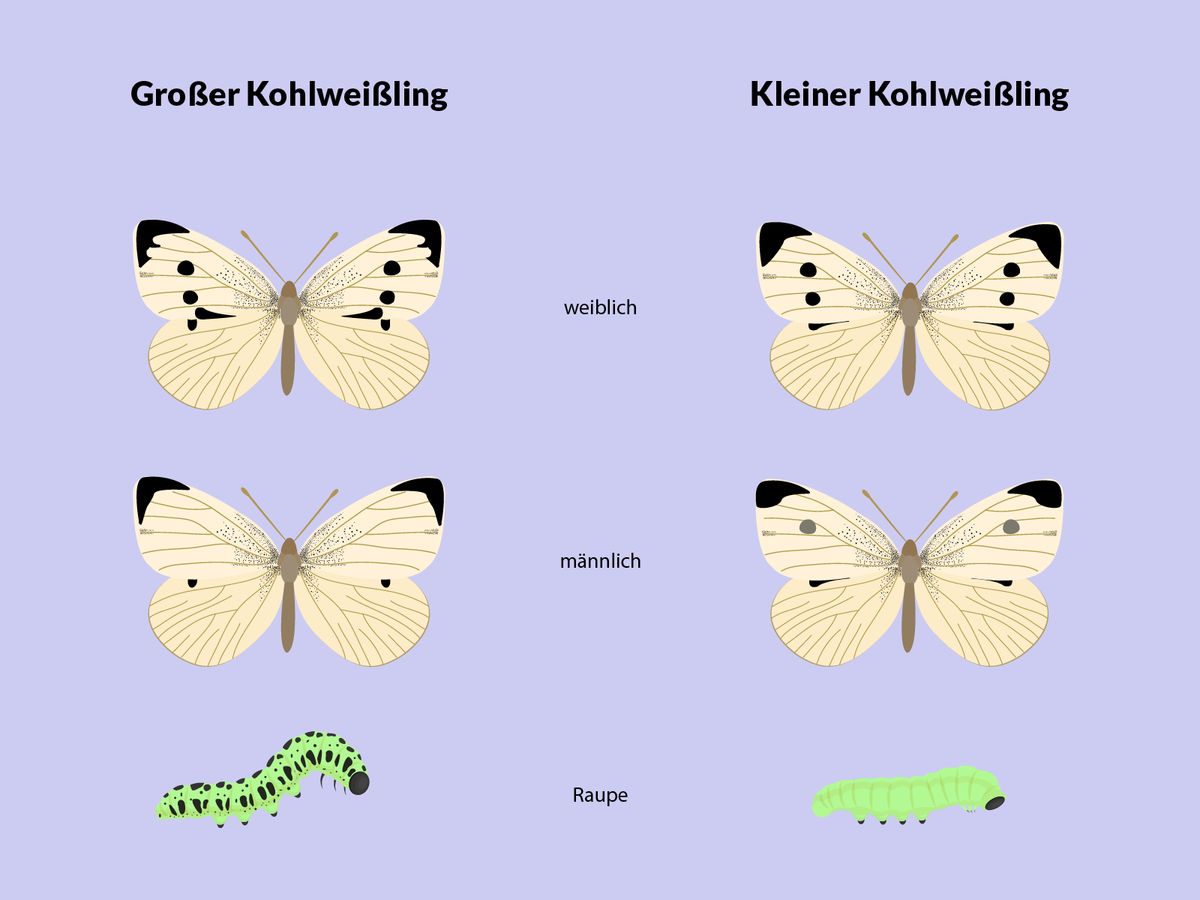 Kohlweißling bekämpfen